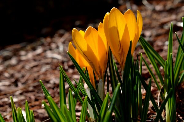 Frühling, gelbe Krokusse