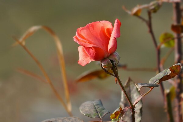 Pink Rose, Rosebud, Orange Rose bud