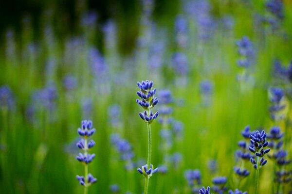 Macro photo of blue lavender in the field