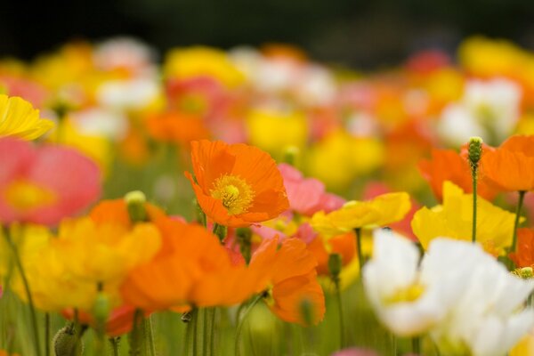 Bright spring poppies in the field