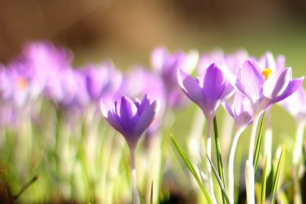 Primeln im Frühling, Krokusse sind lila
