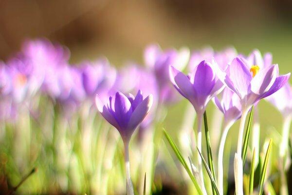 Primroses in spring, purple crocuses