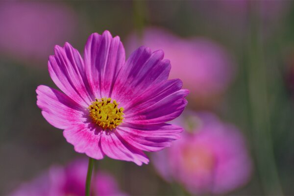 Foto macro di un fiore rosa su sfondo sfocato