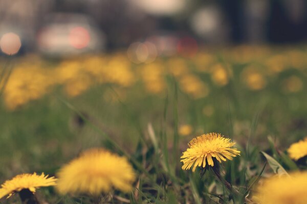 Les premières fleurs de pissenlit de printemps