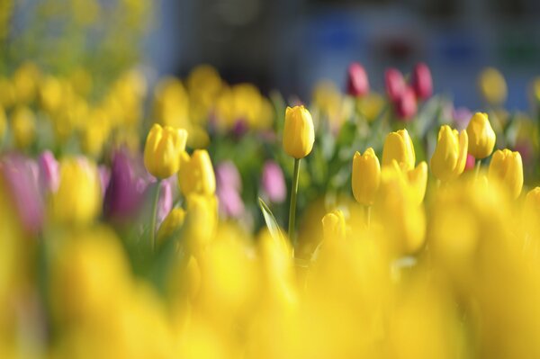 Bright yellow and purple tulips