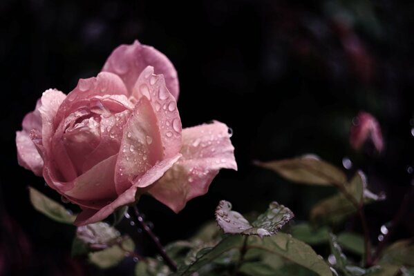 Rosa rosa, bocciolo di rosa rosa, rosa bagnata