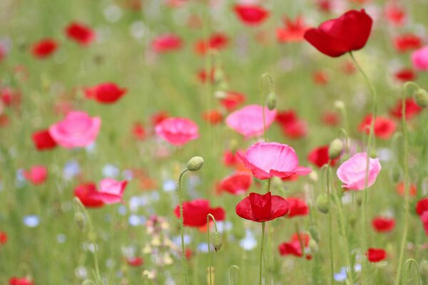 Beaucoup de coquelicots rouges dans la clairière