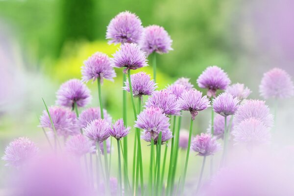 Foto de flores Rosadas sobre fondo borroso