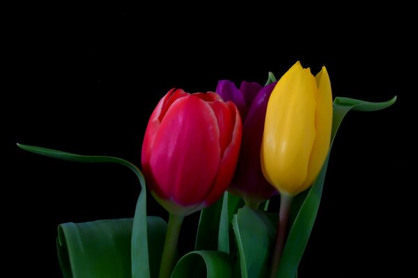 Blumenstrauß aus bunten Tulpen