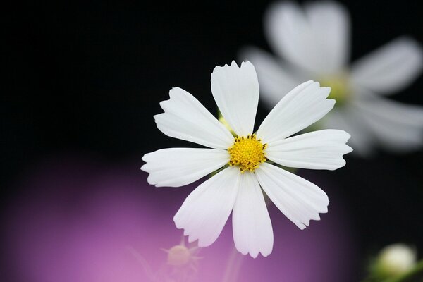 Fond noir et lilas et cosmée blanche