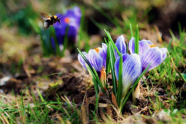 Crocus bleu printanier et bourdon