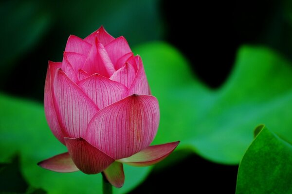Pączek różowego lotosu z zielonymi płatkami