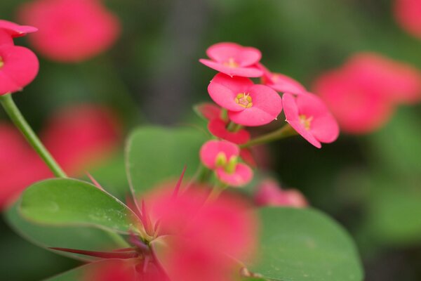 Flores Rosadas en formato macro