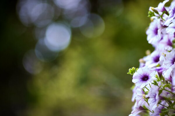 Macro photography of flowers