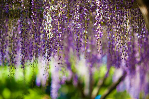 Bellissimi fiori viola su sfondo sfocato