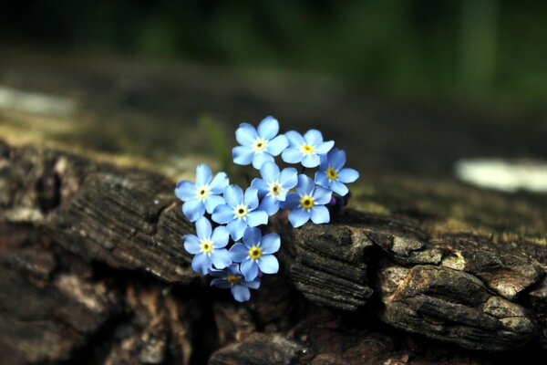 Ein Strauß blaues Vergissmeinnicht auf einem alten Baum