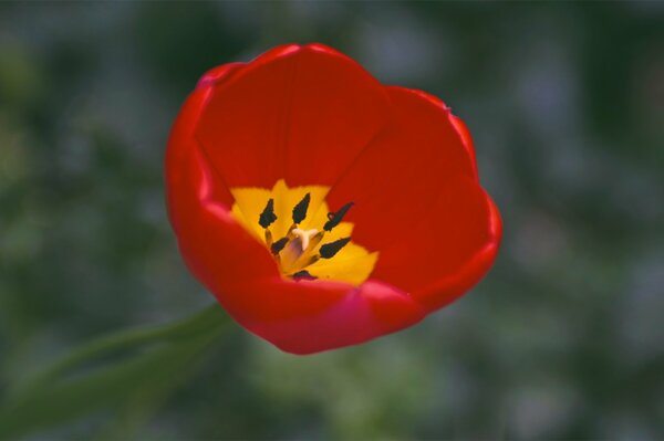 Un Tulipán abierto rojo