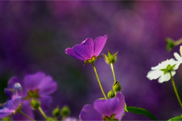 Macro de fleurs violettes sur fond flou