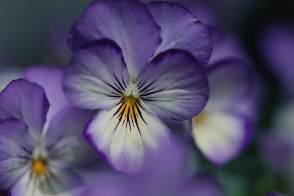 Blütenblätter des violetten Veilchens auf grünem Hintergrund