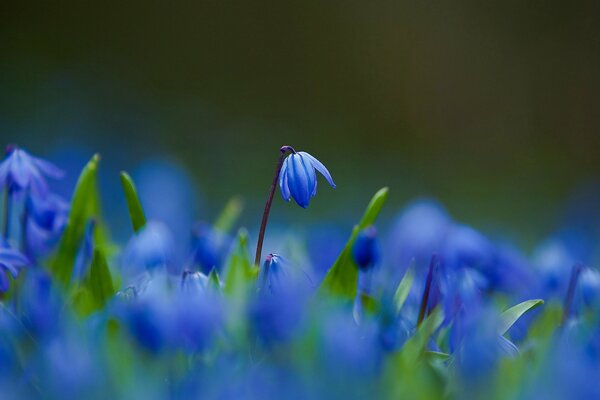 Niebieskie Kwiaty na polu, Makro