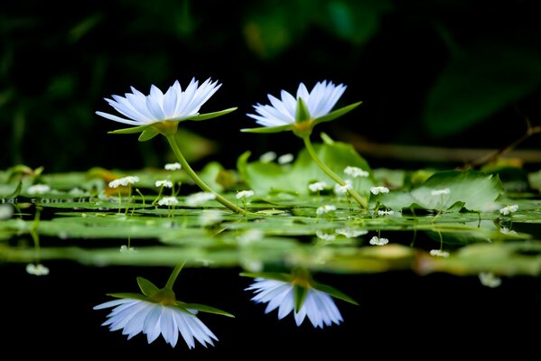 Sfondo con ninfee nel lago