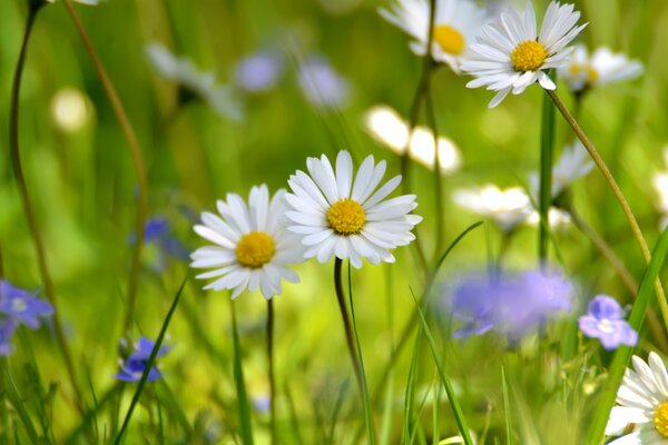 Wildblumen auf der Wiese