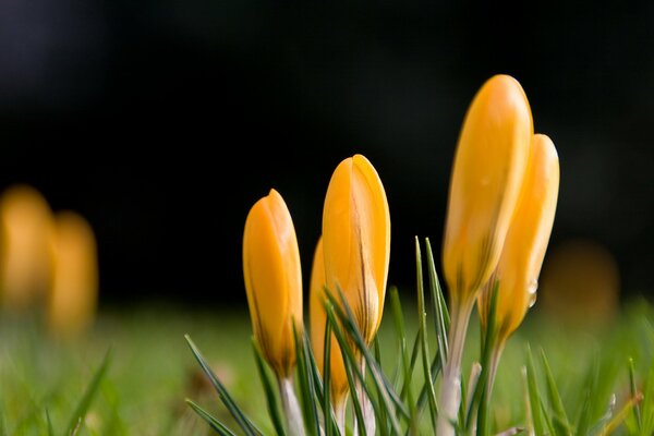 Krokusse in Regentropfen