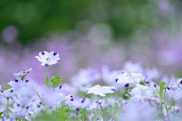 Belles fleurs dans le champ d été