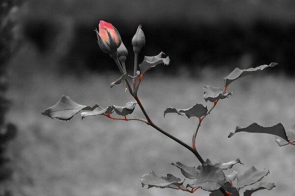 On a dark background, the stem of a rose with leaves