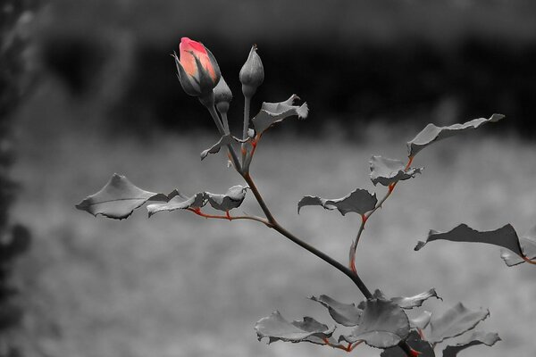 Su uno sfondo scuro, un gambo di rosa con foglie