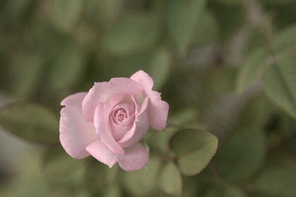 Delicado capullo de flor rosa