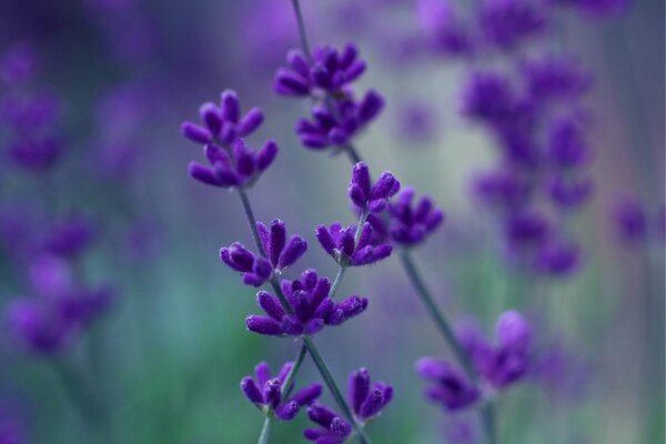 Lavanda-flor de color lila