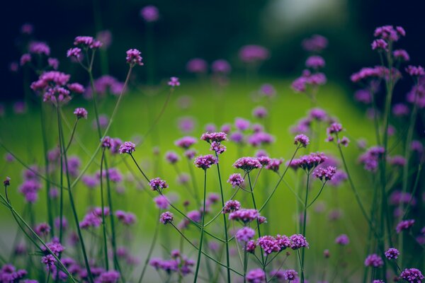 Plants in the wild on a blurry background