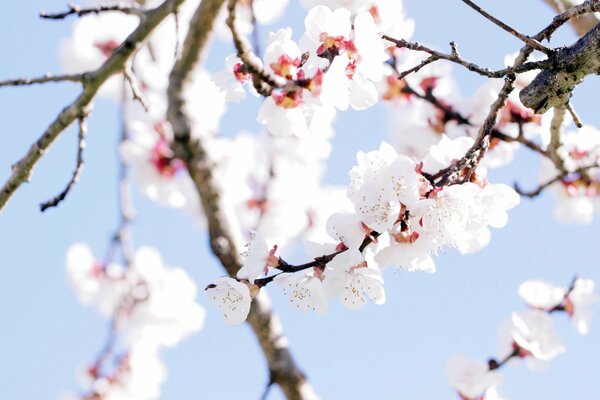 Beautiful buds on a tree