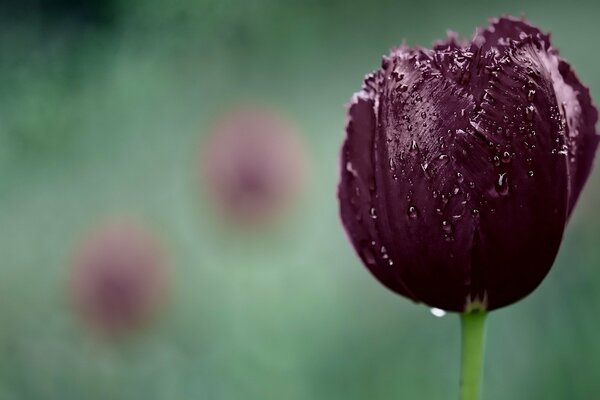 Tulipe intérieure matin avec de la rosée