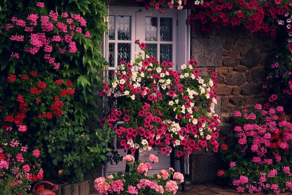 Flowers at the French windows of the house