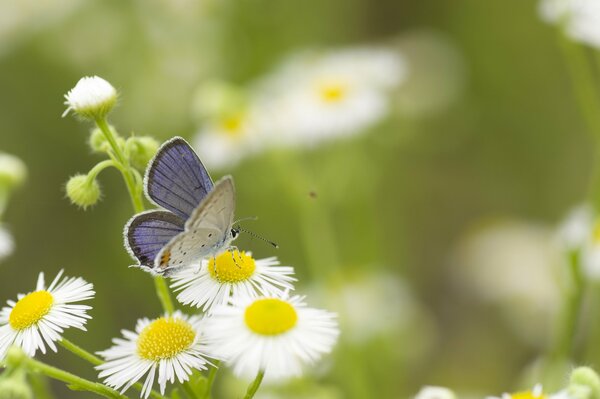 Butterfly on white chamomile in the field