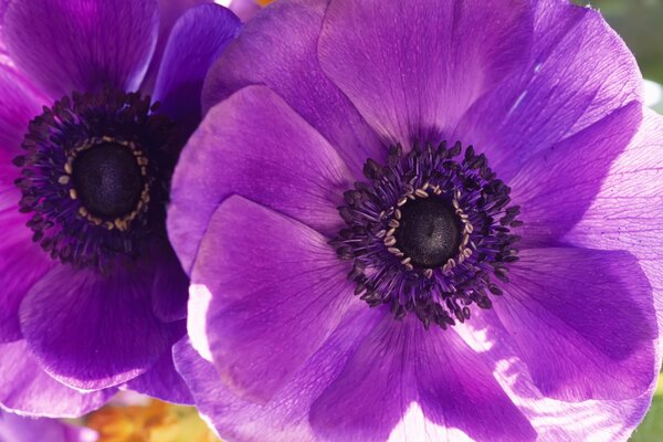 Macrrsemka des coquelicots pourpres