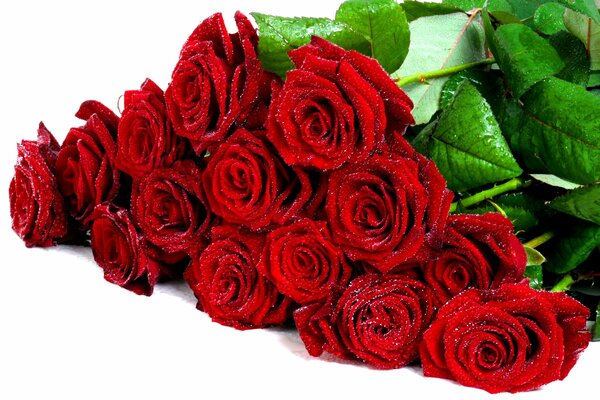 Bouquet of red roses in dew