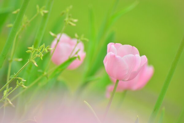 Blooming tulips among the green grass