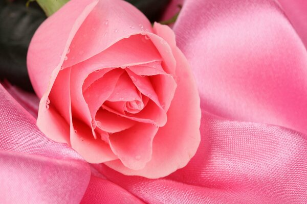 Pink Rose on pink background