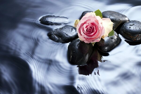 Bocciolo di rosa sulle pietre nell acqua