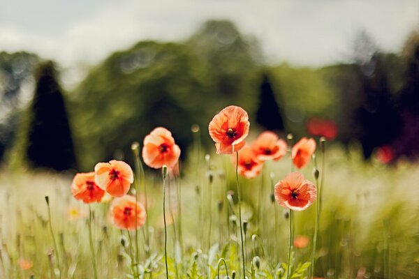 Amapolas rojas en un campo con un fondo turbio