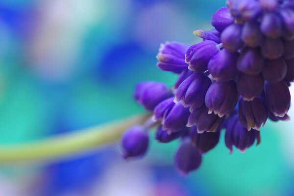 Wiosenna gałąź Muscari na niebiesko-niebieskim tle