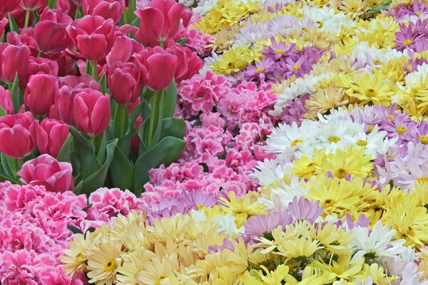 Flower field with lots of flowers