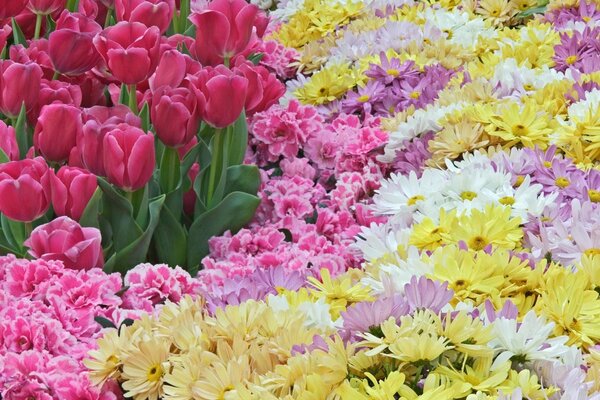Цветочное поле с множеством цветов