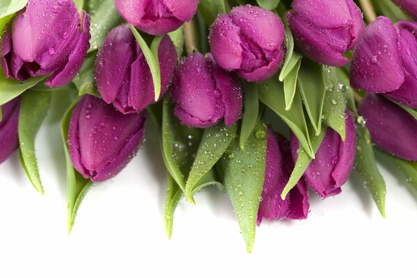 Tulipe tfiolet en gouttes de rosée