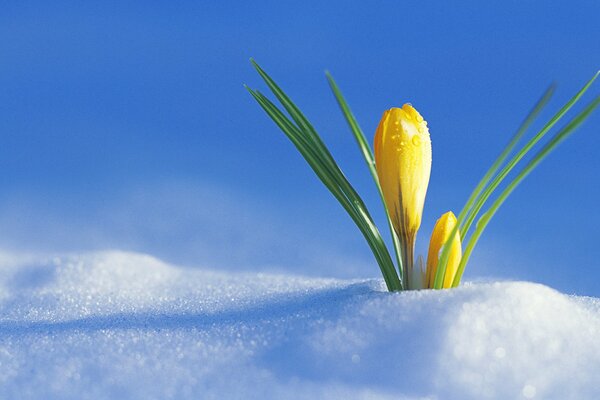 Crocus jaune germé à travers la neige