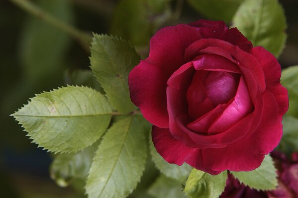 A lonely red rose flower