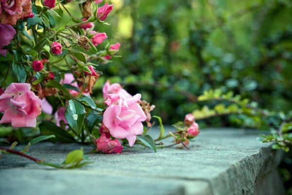 Blühender Busch mit rosa Rosen